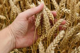 A hand holds a few ears of growing wheat.