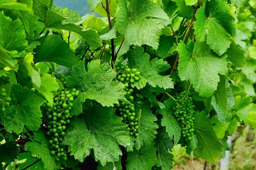 A grapevine showing unripe fruit developing.